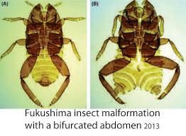 Image result for fukushima radiation mutated animals