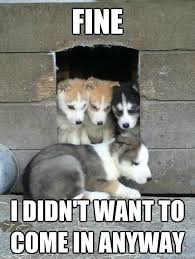 Husky-Puppy-Gets-Kicked-Out-Of-Dog-Fort-Meme.jpg via Relatably.com