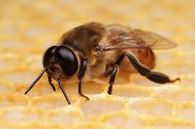 Image result for drone bees