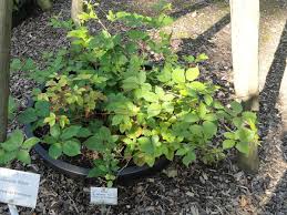 Rubus sulcatus - Wikipedia