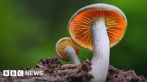 Biodiversity: Fungi are 'underloved and understudied'