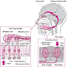 Overview of Smell and Taste Disorders - Ear, Nose, and Throat ...