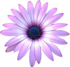 Image result for free clip art flower