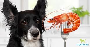 Can Dogs Eat Shrimp? How To Safely Share It With Your Dog