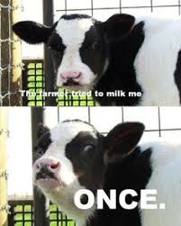 Cows on Pinterest | Calves, Meme and Funny Cows via Relatably.com