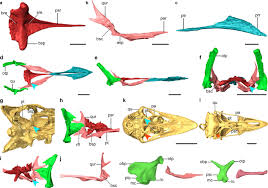 Cretaceous bird with dinosaur skull sheds light on avian cranial ...