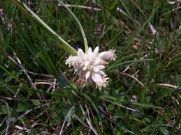 File:Carex baldensis flowers.jpg - Wikimedia Commons