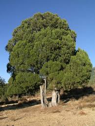 Juniperus thurifera - Wikipedia