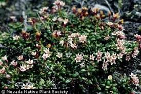 Plants Profile for Loiseleuria procumbens (alpine azalea)