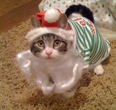 Image result for cats dressed as santa