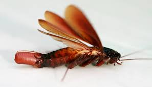 Cockroach hatching