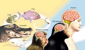 Resultado de imagen de El cerebro pequeño de nuestros ancestros