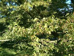 Ostrya carpinifolia - Wikipedia