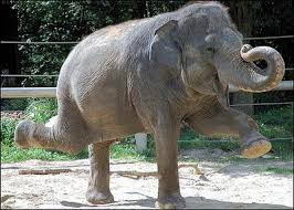 Image result for cute images of elephants
