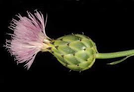 Mantisalca salmantica (L.) Briq. & Cavill. | Plants of the World Online ...