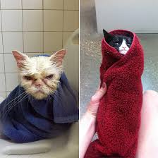 Bildergebnis für katzen baden lustig bilder kostenlos
