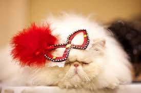 Image result for cats wearing birthday party clothes