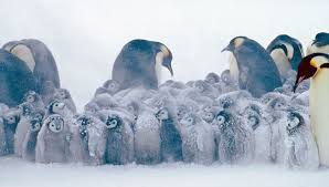 Image result for penguins huddling