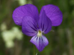 Viola cassinensis Strobl