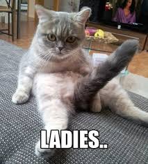 Cat Memes on Pinterest | Grumpy Cat Meme, Grumpy Cat and Funny Cat ... via Relatably.com