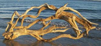 Image result for driftwood