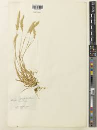 Trisetaria panicea (Lam.) Paunero | Plants of the World Online | Kew ...