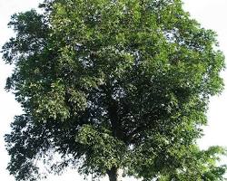 Shellbark hickory tree