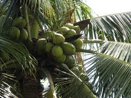 coconut కోసం చిత్ర ఫలితం