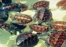 Image result for Turtle farm turtles