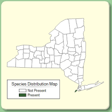Cytisus villosus - Species Page - NYFA: New York Flora Atlas