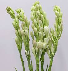 Image result for picture of tuberose flowers