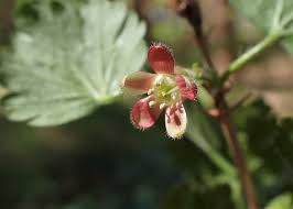 Ribes uva-crispa - Wikipedia