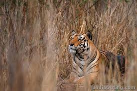 Image result for periyar wild life