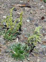 Artemisia borealis ssp. borealis Calflora
