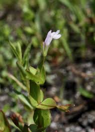 Lindernia dubia - Michigan Flora