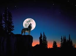 Resultado de imagem para lobo uivando pra lua