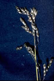 Hierochloe odorata - Wikipedia