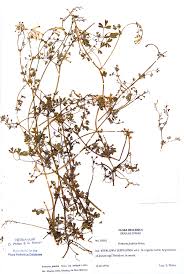 The herbar specimen of Fumaria judaica subsp. insignis from Agii ...