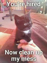 You&#39;re hired, Now clean up my mess!!.. | Funny Animals | Pinterest ... via Relatably.com