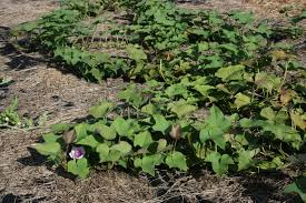 Image result for images for rows of sweet potatoes