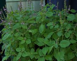 Image result for images of basil plant near temple