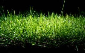 Znalezione obrazy dla zapytania zielona trawa