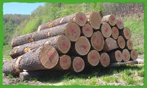 Image result for pennsylvania forestry