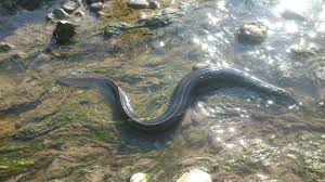 Resultado de imagen de anguila de río