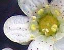 Saxifraga paniculata (Encrusted Saxifrage): Minnesota Wildflowers
