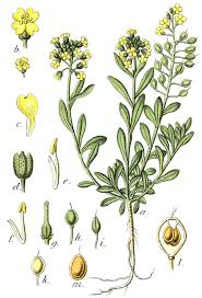 Alyssum montanum - Wikipedia