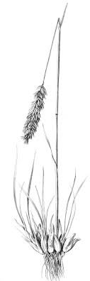 Habit of Koeleria splendens subsp. splendens (from Domin 1907 ...