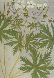 Alpine Flora 1911 Geranium Rivulare Poster Print by Philippe ...