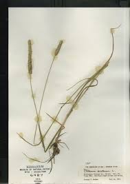 Phleum pratense subsp. pratense - Online Virtual Flora of Wisconsin