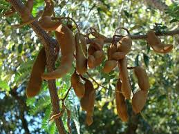 Image result for photo of tamarind tree